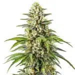 Orange Kush plant with compact orange-tinted buds and dark green leaves coated in trichomes