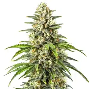 Orange Kush plant with compact orange-tinted buds and dark green leaves coated in trichomes