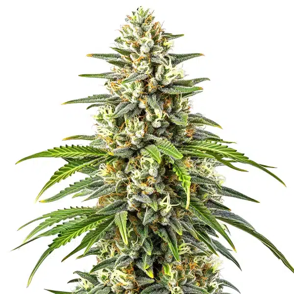 Orange Kush plant with compact orange-tinted buds and dark green leaves coated in trichomes