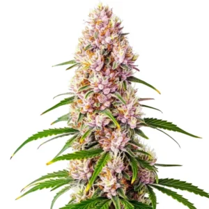 Pink Plant cannabis strain with pink and purple hues.