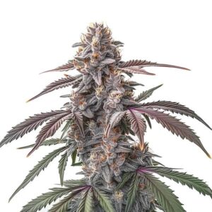 Pinkman Goo strain with sticky, trichome-covered buds from Blimburn Seeds
