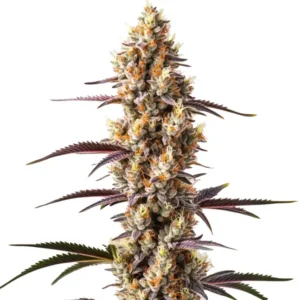 Multi-colored buds of Rainbow Kush coated in resin