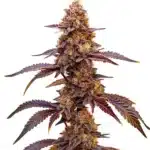 Red Skunk Kush cannabis plant with reddish buds and thick green leaves.