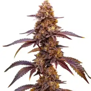 Red Skunk Kush cannabis plant with reddish buds and thick green leaves.