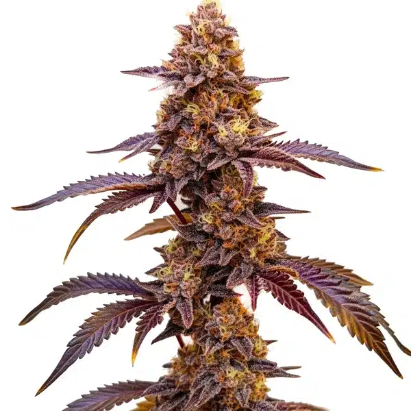 Red Skunk Kush cannabis plant with reddish buds and thick green leaves.