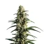Thai Fantasy cannabis cola with fluffy light green buds and slender, pointed leaves.