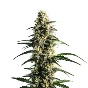 Thai Fantasy cannabis cola with fluffy light green buds and slender, pointed leaves.