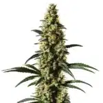 Top 44 cannabis plant with compact structure, light green buds, and white pistils.