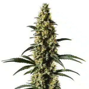 Top 44 cannabis plant with compact structure, light green buds, and white pistils.