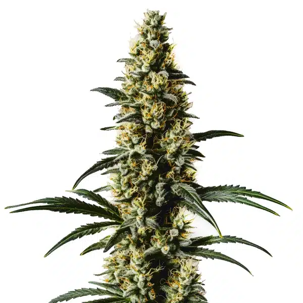Top 44 cannabis plant with compact structure, light green buds, and white pistils.