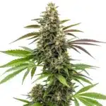 White AK 47 cannabis bud with dense frosty coating and red-purple sugar leaves.