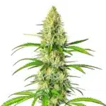 White Widow x Northern Lights hybrid plant with resinous, frosty buds.