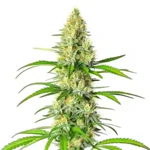 White Widow x Northern Lights hybrid plant with resinous, frosty buds.