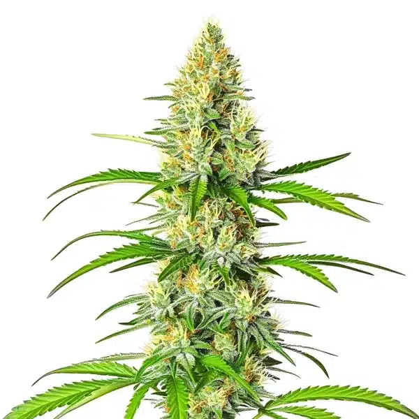 White Widow x Northern Lights hybrid plant with resinous, frosty buds.