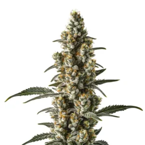 Slender green cannabis bud with tropical notes, showcasing the Wild Thailand Ryder strain.