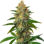 Willie Nelson cannabis plant with dense, frosty buds and vibrant green leaves, adorned with orange pistils.