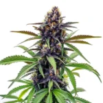 Black Cherry Soda cannabis strain with deep purple buds, green leaves, and a high resin content, highlighted by orange pistils and trichomes.