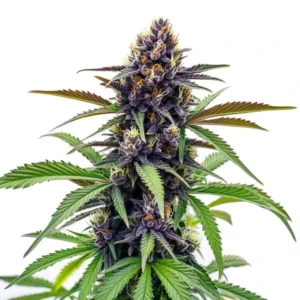 Black Cherry Soda cannabis strain with deep purple buds, green leaves, and a high resin content, highlighted by orange pistils and trichomes.