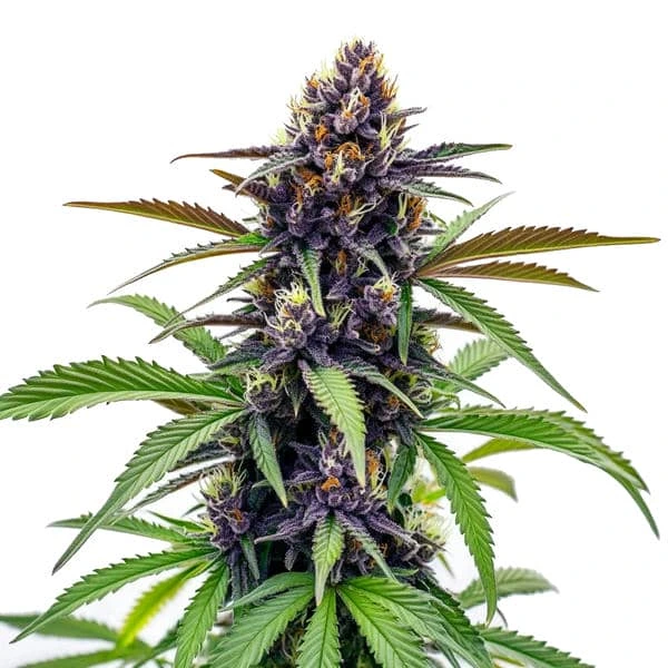 Black Cherry Soda cannabis strain with deep purple buds, green leaves, and a high resin content, highlighted by orange pistils and trichomes.