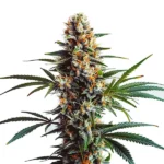 Dougs Varin cannabis strain with green buds and orange pistils