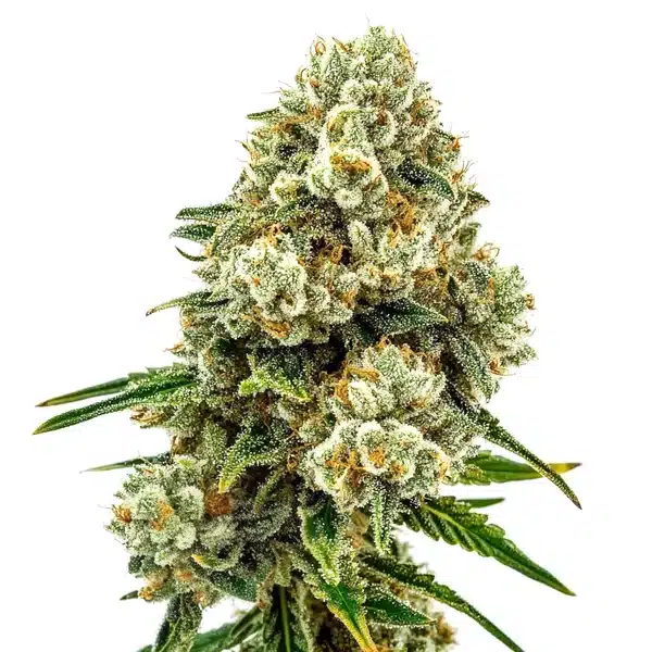 Dense Acid Diesel cannabis bud coated in white trichomes and orange pistils on green leaves.