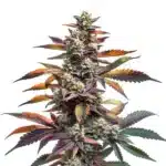 Alien Rock Candy strain with resinous buds and vibrant green foliage.