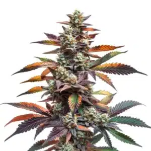 Alien Rock Candy strain with resinous buds and vibrant green foliage.