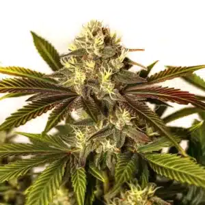 Asian Dream bud with frosty trichomes and light green leaves.