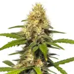 Banana Split cannabis flower with bright pistils, dense frosty buds, and vibrant green leaves