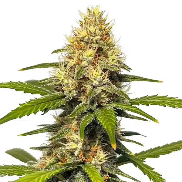 Banana Split cannabis flower with bright pistils, dense frosty buds, and vibrant green leaves