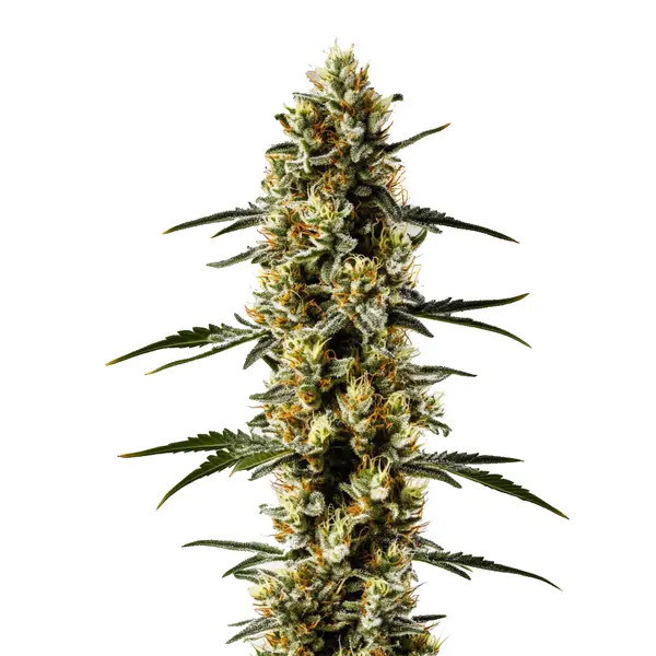CBD Candida cannabis plant with light green buds and sparkling trichomes