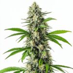 CBD Harle-Tsu cannabis strain with compact green buds and high CBD therapeutic properties.