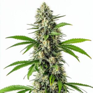 CBD Harle-Tsu cannabis strain with compact green buds and high CBD therapeutic properties.