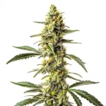 CBD Harlequin strain with vibrant green buds, frosty trichomes, and orange pistils.