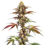 CBD Mango 1:1 cannabis strain with dense green buds and mango-like aroma