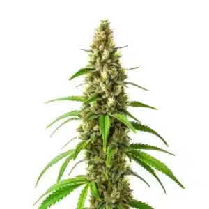 CBD Stephen Hawking Kush cannabis bud with frosty trichomes and orange pistils.