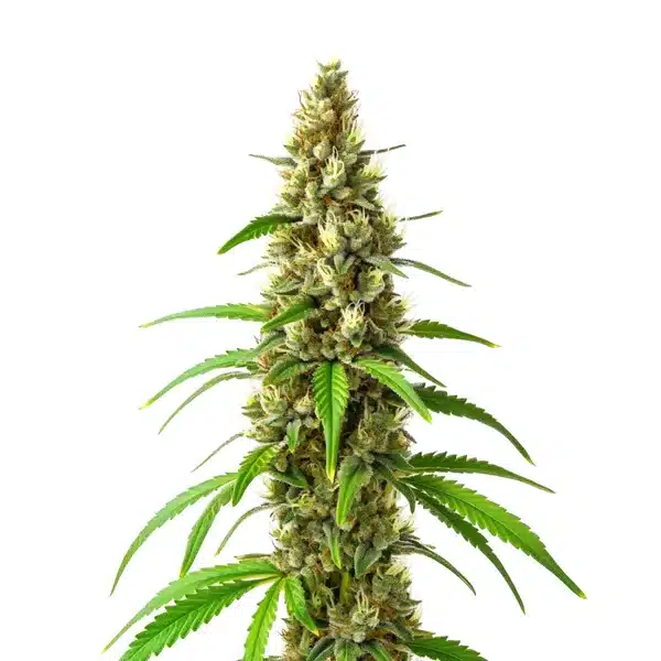 CBD Stephen Hawking Kush cannabis bud with frosty trichomes and orange pistils.