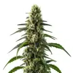 CBD Strawberry cannabis bud with bright green leaves and a fruity trichome layer.