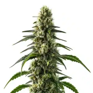 CBD Strawberry cannabis bud with bright green leaves and a fruity trichome layer.