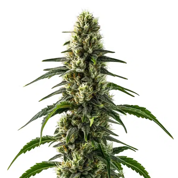 CBD Strawberry cannabis bud with bright green leaves and a fruity trichome layer.