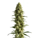 CBD Super Kush 1:25 cannabis plant with frosty buds and a calming indica profile