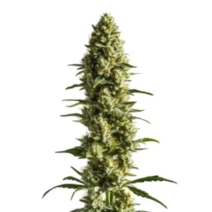 CBD Super Kush 1:25 cannabis plant with frosty buds and a calming indica profile