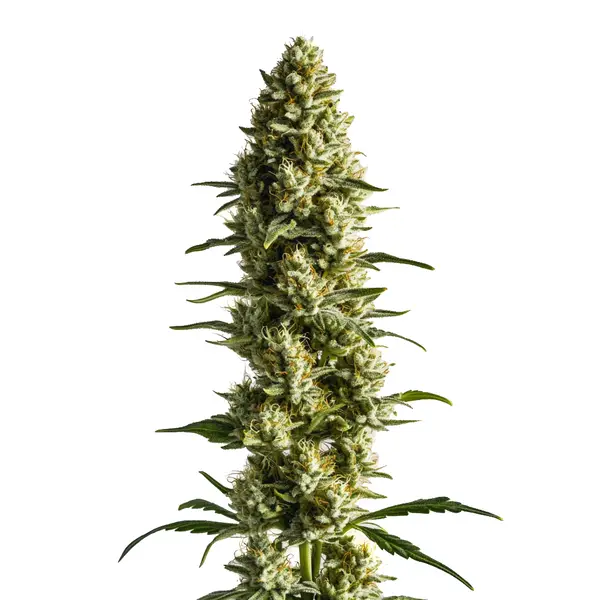 CBD Super Kush 1:25 cannabis plant with frosty buds and a calming indica profile