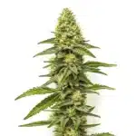 CBD Zero strain with crystalline buds, bright pistils, and no THC presence