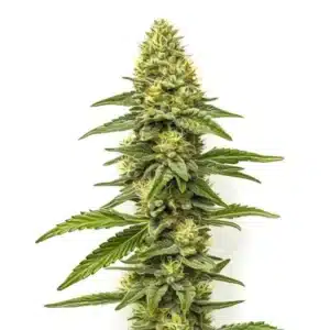 CBD Zero strain with crystalline buds, bright pistils, and no THC presence