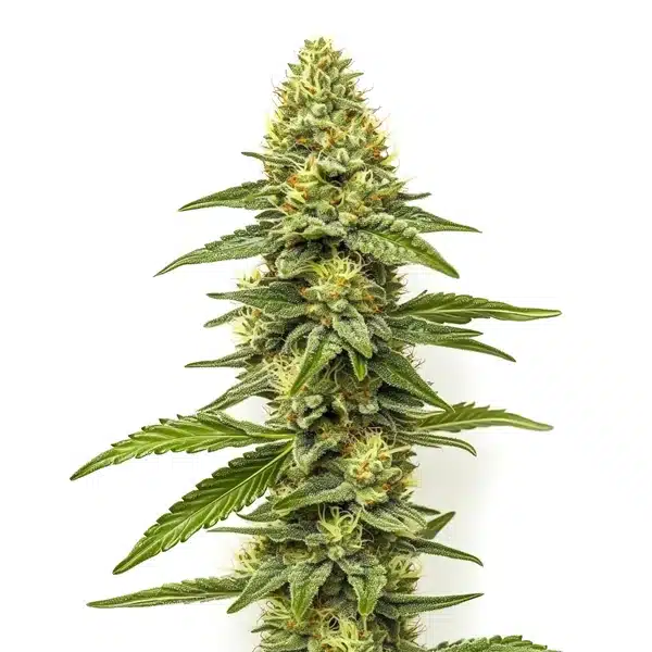 CBD Zero strain with crystalline buds, bright pistils, and no THC presence