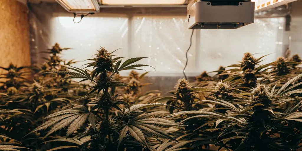 Robust cannabis plants with mature buds under indoor grow lights in a cultivation room.