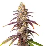 Frosted Guava plant with resin-coated buds, tropical hints, and lush serrated leaves.