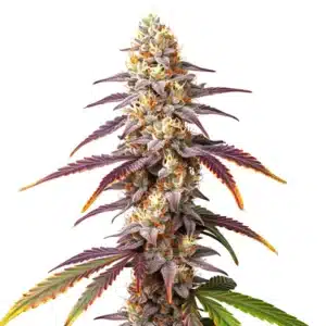 Frosted Guava plant with resin-coated buds, tropical hints, and lush serrated leaves.