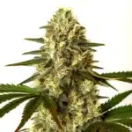 G13 x Nebula cannabis plant with dense trichome-rich buds and bright green leaves.